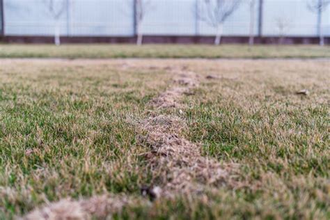 Lawn Care In Spring After Winter Aerating The Grass With A Rake Stock