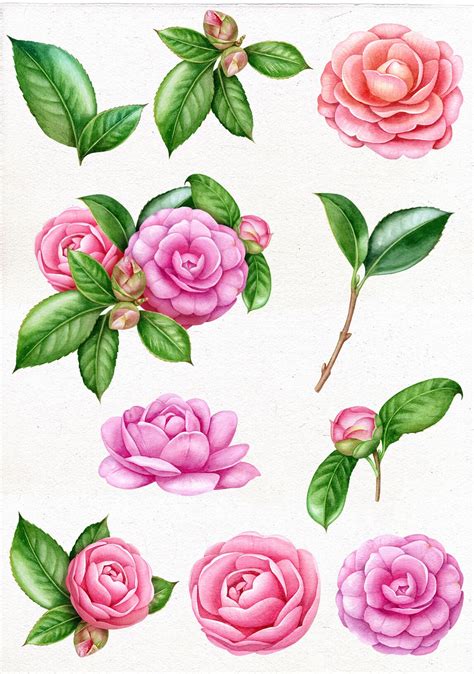 Watercolor Individual Png Pink Camellia Flowers Clipart Etsy