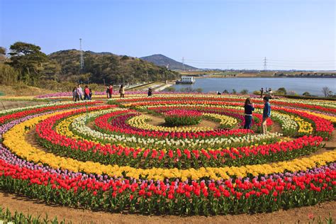 Join the Tulip Festival of Kashmir valley, Srinagar