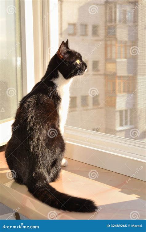 Cat Sitting On A Window Ledge Royalty Free Stock Photo CartoonDealer