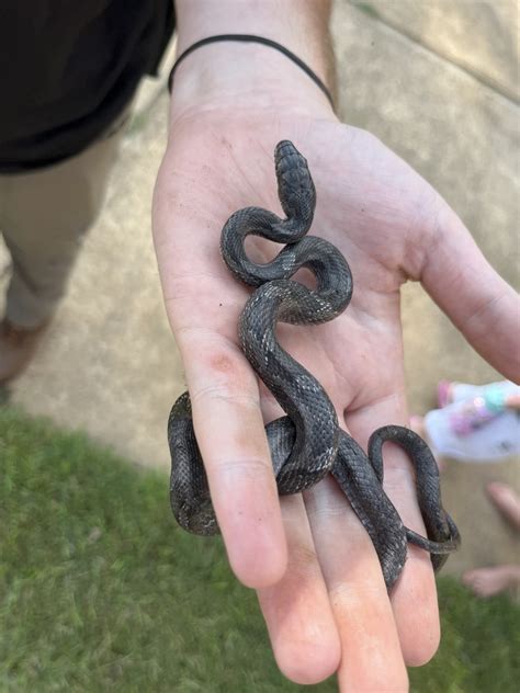 Eastern Gray Ratsnake Complex In September By Jared Evans