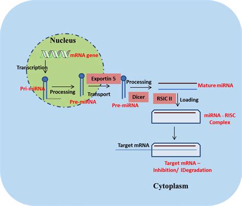 Biogenesis Of Mirna Mirna Microrna Download Scientific Diagram