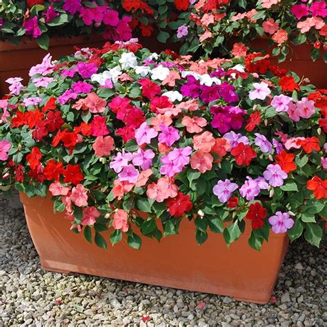 Циганче-Impatiens DeZire – Bulflowers