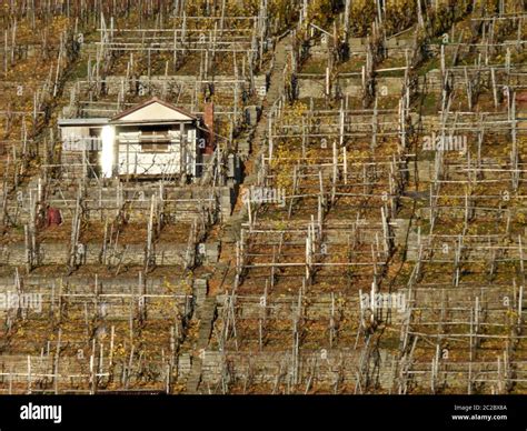 Vineyard With Natural Stone Walls And Single Hut Stock Photo Alamy