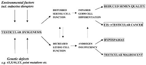 Schematic Representation Of Pathogenetic Links Between The Components