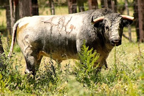 Estos Son Los Toros De Piedras Negras Para La Encerrona De El Zapata