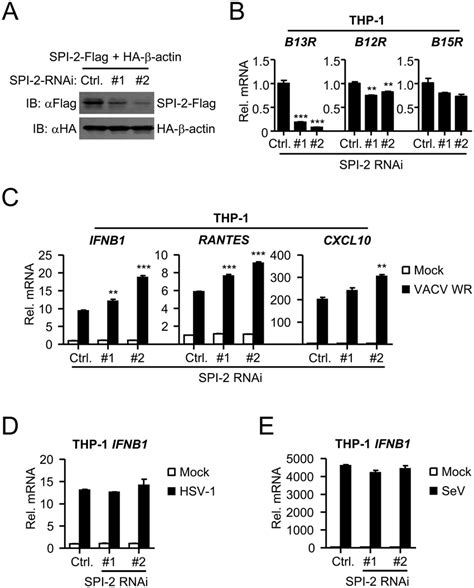 Knockdown of SPI 2 enhances VACV triggered induction of IFN β A