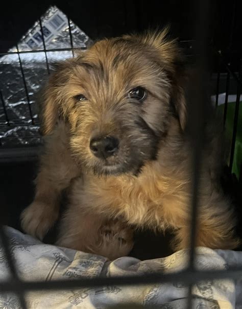 justin bartlett animal rescue 10