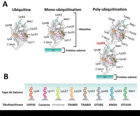 Schéma Représentatif De La Mono Et Poly Ubiquitination A Structure