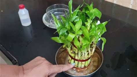 How To Fertilize Lucky Bamboo Plant Easy Way To Fertilize Lucky