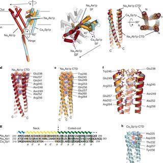 Structures Of Bacnav Pds A Superposition Of The Pd Subunits From