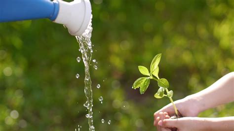 Is Distilled Water Good For Plants Complete Guide Gardening Leaves