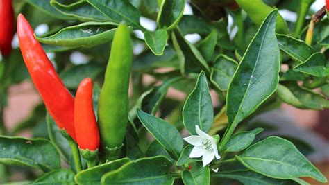 3 Most Popular Brazilian Vegetables - TasteAtlas