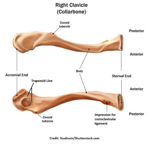 Anatomy Of Clavicle Bone Anatomical Charts And Posters