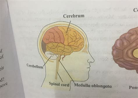 Cerebrum Cerebellum D Spinal Cord Medulla Oblongata Jove Pong