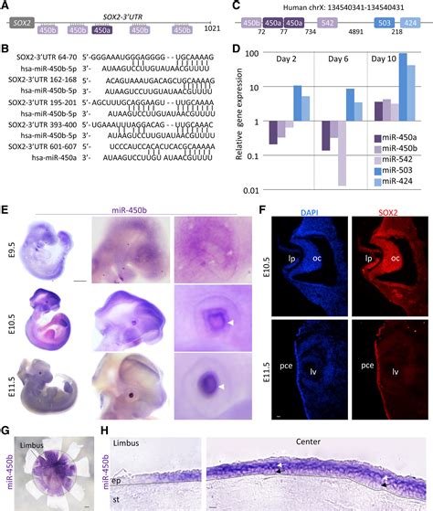 Sox Regulates P And Stem Progenitor Cell State In The Corneal