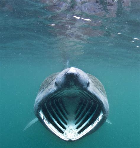 Garrique Cottage, Stirling: Scottish Basking Shark