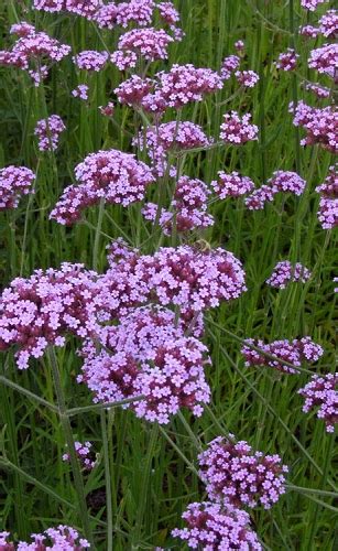 Buy The Best Hardy Perennial Verbena Plants For Sale Online With Free