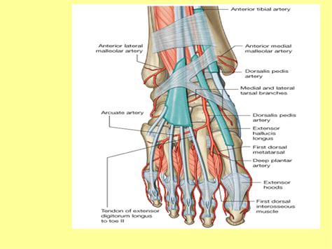 Dorsalis Pedis Artery Palpation