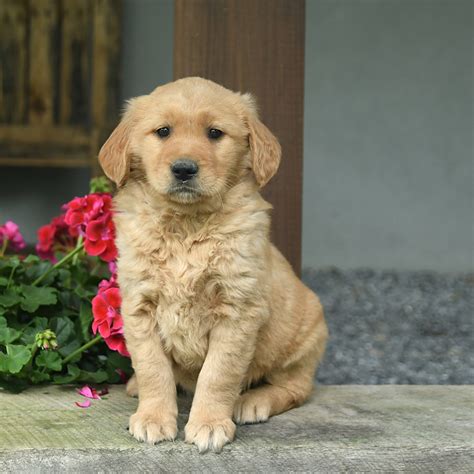 Bella Golden Retriever Puppy For Sale In Stevens Pa Lancaster Puppies