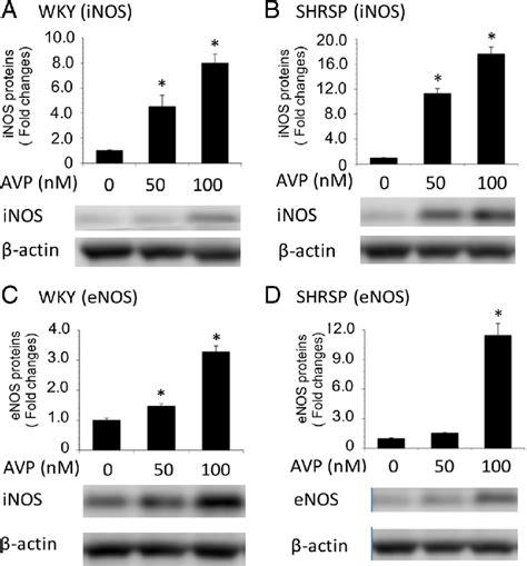 Effect Of Avp On Expression Of Inos And Enos Proteins Of Astrocytes Download Scientific Diagram