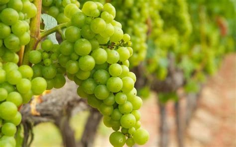 Uvas e vinhos algumas curiosidades e características aEmpreendedora