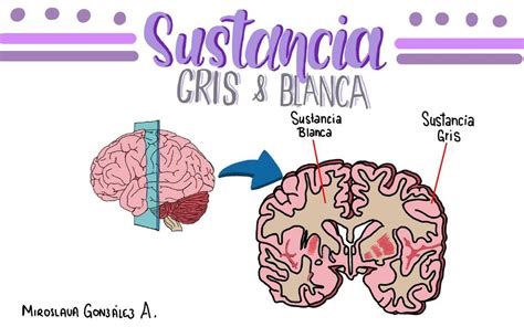 Sustancia Gris Y Blanca Miroslava Gonz Lez Arana Udocz