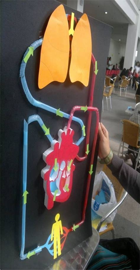 Circulatory System Science Fair Projects