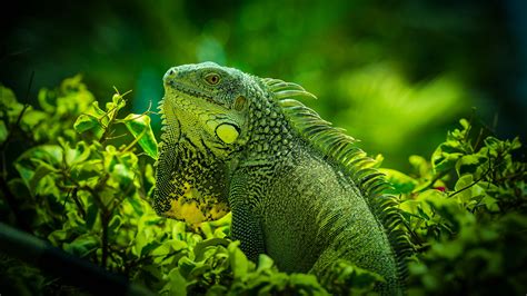 Iguana Reptile Lizard Green Grass Blur Bokeh Background 4k Hd Animals