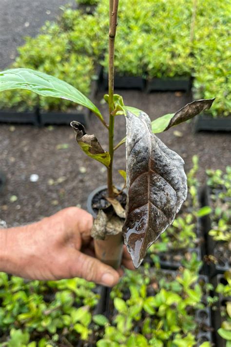 Ap S Chuvas Iat Reabre Viveiro Florestal De Pitanga Parque De