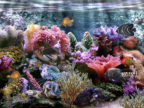 Animated Coral Reef Wallpaper | Aquarium, Marine aquarium, Saltwater ...