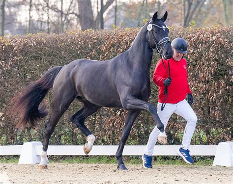 Dark Dynamic Named Champion Of The 2023 Westfalian Stallion Licensing