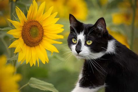 Are Sunflowers Toxic To Cats? Learn The "Safe Flowers" List