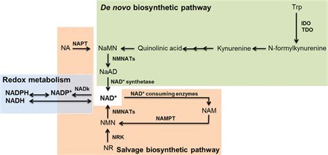 Nad Biosynthetic Pathways And Redox Metabolism Of Mammals The De Novo