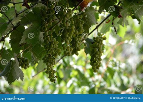 Green grapes on the vine stock image. Image of vine - 229066267