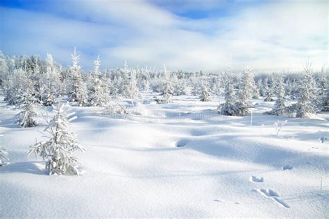 Vervintra Landskapet Med Skogen Och Sp Ren Av En Hare P Sn