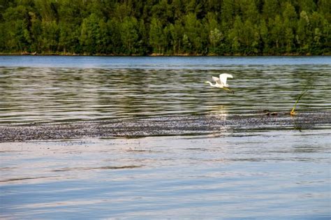 Garceta común o garza blanca egretta garzetta en vuelo sobre el río