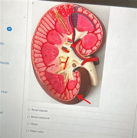 Solved Ity Website Hub 10 Rd 電話號 O Renal Capsule O Renal