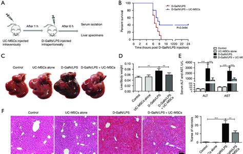 Uc Mscs Attenuate Liver Injury In D Galnlps Induced Alf Mice A