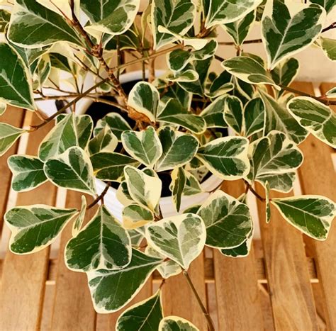 Video Variegated House Plants To Discover