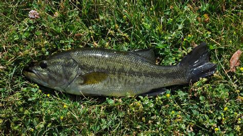 Largemouth Bass