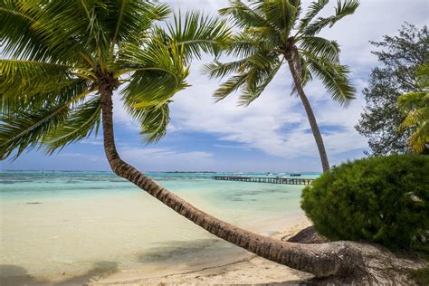 MOOREA Tipaniers Stephane MAES Flickr