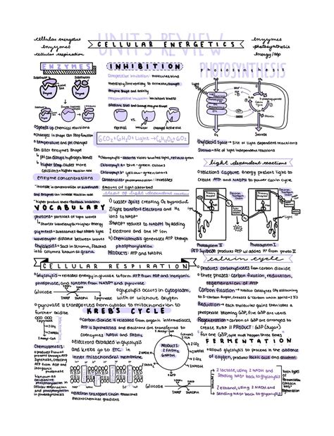 Ap Biology Unit 3 Review Notes Etsy