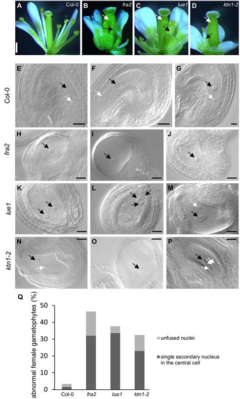 Frontiers Katanin 1 Is Essential For Embryogenesis And Seed Formation