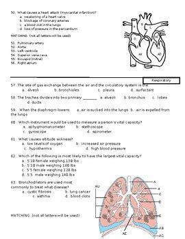 Anatomy And Physiology II Final Exam By Biologycorner TPT