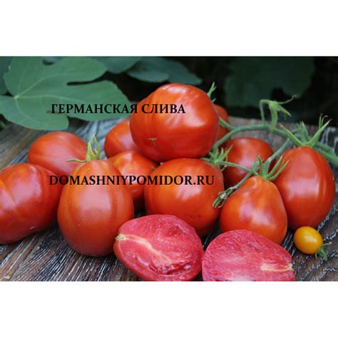 Германская слива