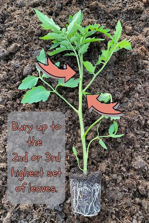 Maximizing Your Tomato Harvest The Benefits Of Sideways Planting And