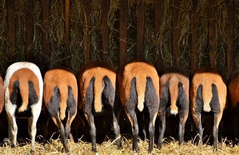 Sheep Farming Basics