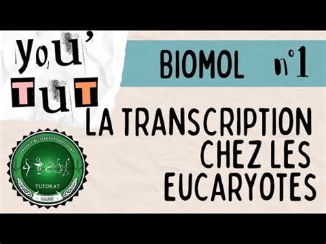 You Tut Biologie Mol Culaire La Transcription Chez Les Eucaryotes