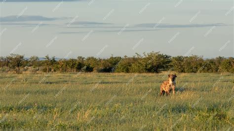 Premium Photo | Spotted hyena walking through grassland